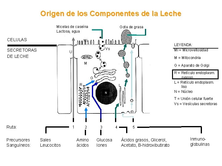 Origen de los Componentes de la Leche Micelas de caseína Lactosa, agua CELULAS Gota