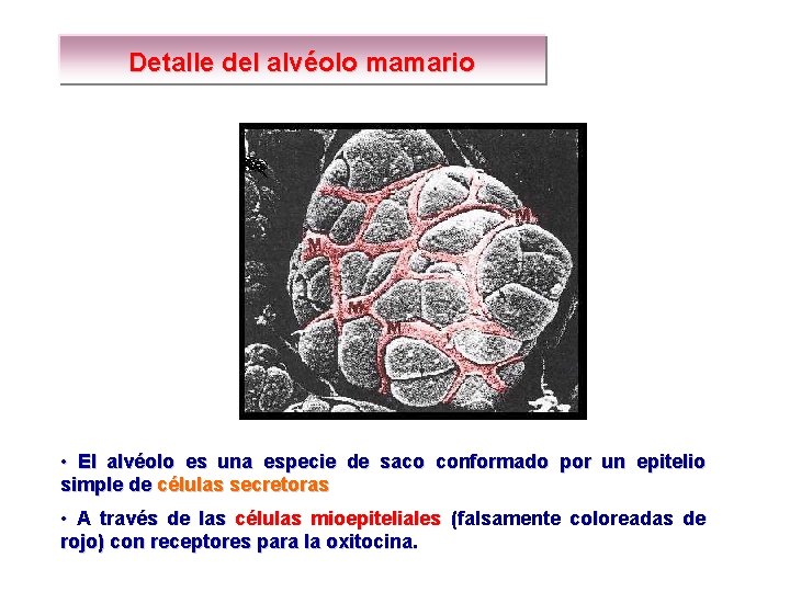 Detalle del alvéolo mamario • El alvéolo es una especie de saco conformado por