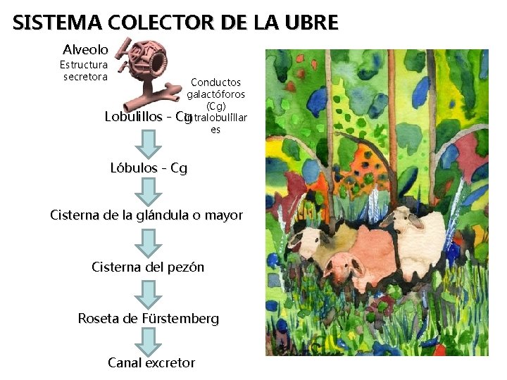 SISTEMA COLECTOR DE LA UBRE Alveolo Estructura secretora Lobulillos - Conductos galactóforos (Cg) Cg