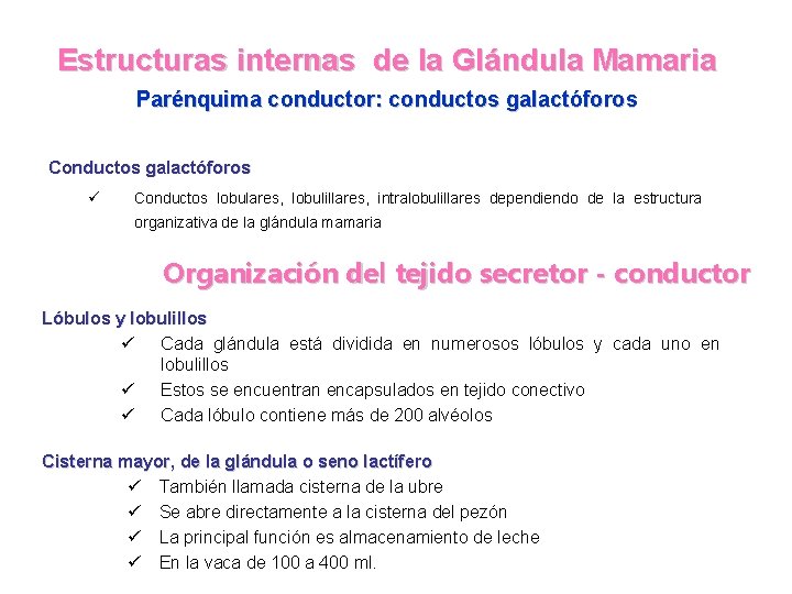 Estructuras internas de la Glándula Mamaria Parénquima conductor: conductos galactóforos Conductos galactóforos ü Conductos