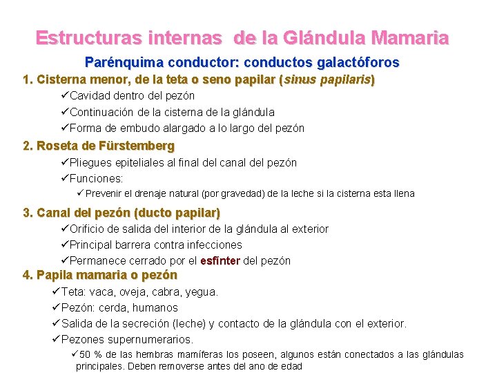 Estructuras internas de la Glándula Mamaria Parénquima conductor: conductos galactóforos 1. Cisterna menor, de