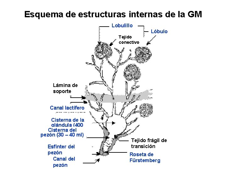 Esquema de estructuras internas de la GM Lobulillo Lóbulo Tejido conectivo Lámina de soporte