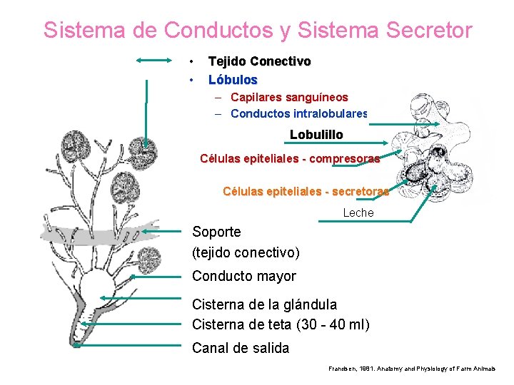 Sistema de Conductos y Sistema Secretor Lóbulo • • Tejido Conectivo Lóbulos – Capilares
