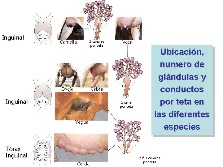 Inguinal Camella 2 canales por teta Oveja Vaca Cabra Inguinal 1 canal por teta