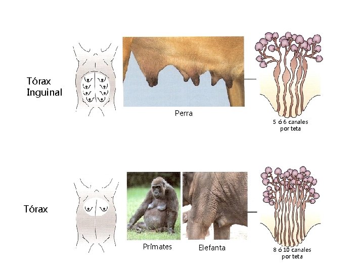 Tórax Inguinal Perra 5 ó 6 canales por teta Tórax Primates Elefanta 8 ó