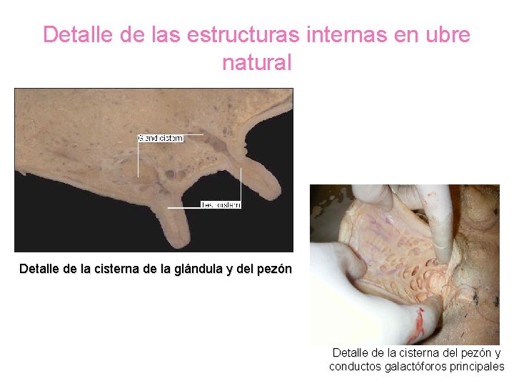 Detalle de las estructuras internas en ubre natural Detalle de la cisterna de la Detalle de las estructuras internas en ubre natural Detalle de la cisterna de la