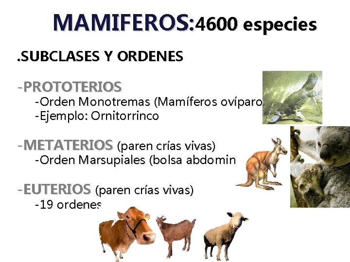 MAMIFEROS: 4600 especies. SUBCLASES Y ORDENES -PROTOTERIOS -Orden Monotremas (Mamíferos ovíparos) -Ejemplo: Ornitorrinco -METATERIOS MAMIFEROS: 4600 especies. SUBCLASES Y ORDENES -PROTOTERIOS -Orden Monotremas (Mamíferos ovíparos) -Ejemplo: Ornitorrinco -METATERIOS