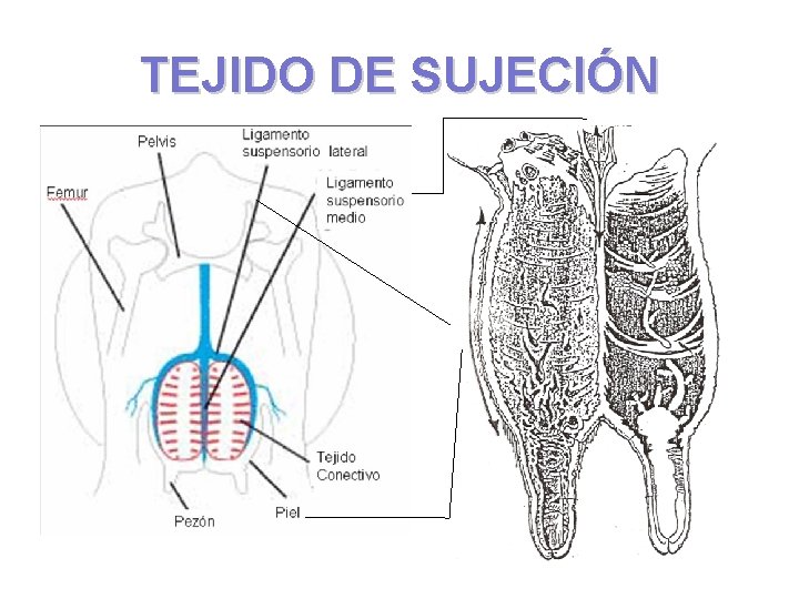 TEJIDO DE SUJECIÓN 