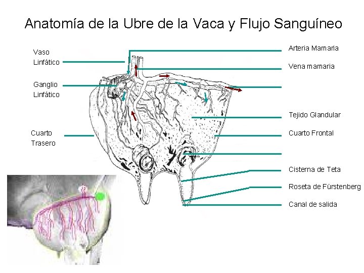 Anatomía de la Ubre de la Vaca y Flujo Sanguíneo Vaso Linfático Arteria Mamaria