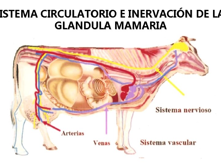 ISTEMA CIRCULATORIO E INERVACIÓN DE LA GLANDULA MAMARIA ISTEMA CIRCULATORIO E INERVACIÓN DE LA GLANDULA MAMARIA