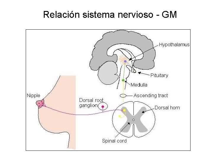 Relación sistema nervioso - GM 