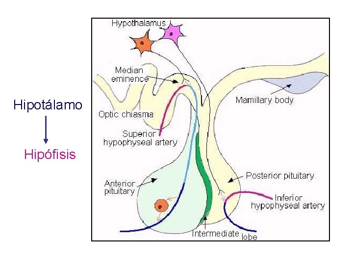 Hipotálamo Hipófisis 