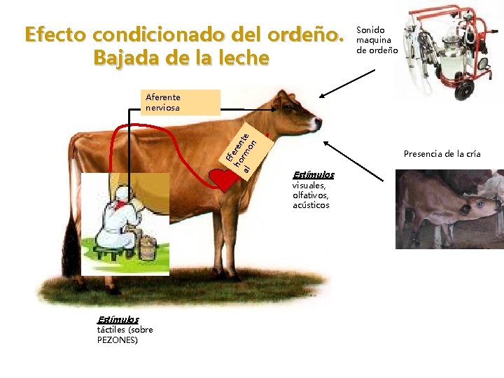 Efecto condicionado del ordeño. Bajada de la leche Sonido maquina de ordeño Ef ho