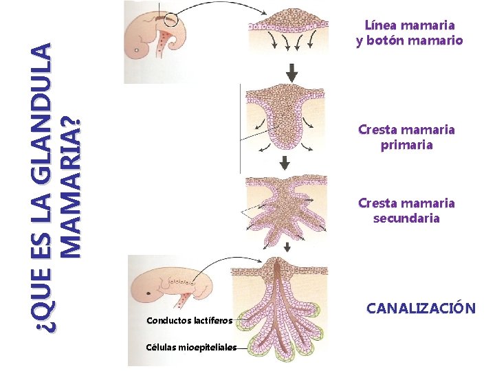 ¿QUE ES LA GLANDULA MAMARIA? Línea mamaria y botón mamario Cresta mamaria primaria Cresta