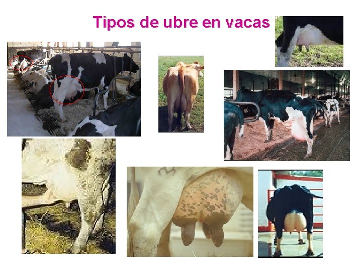 Tipos de ubre en vacas 