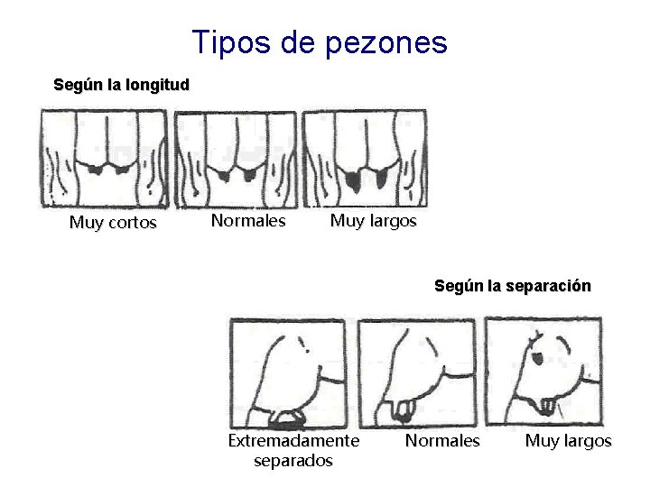 Tipos de pezones Según la longitud Muy cortos Normales Muy largos Según la separación