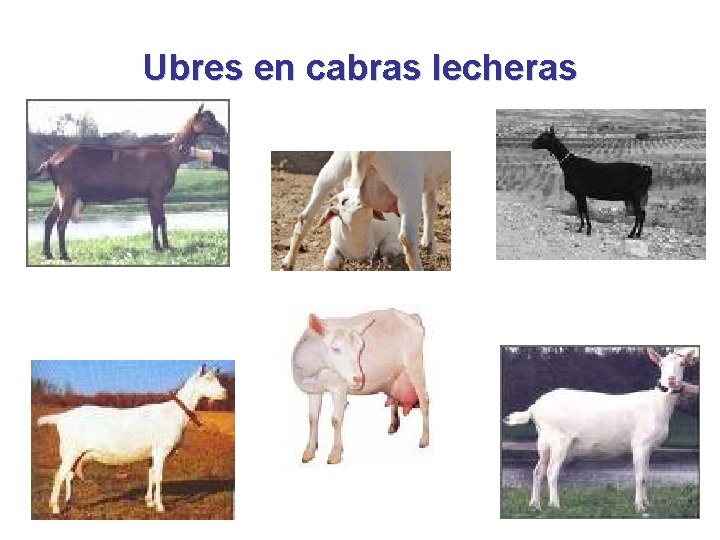 Ubres en cabras lecheras 