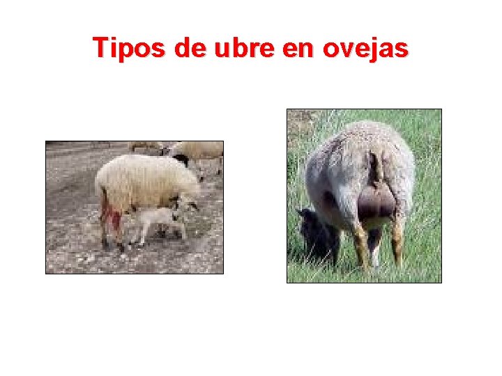 Tipos de ubre en ovejas 