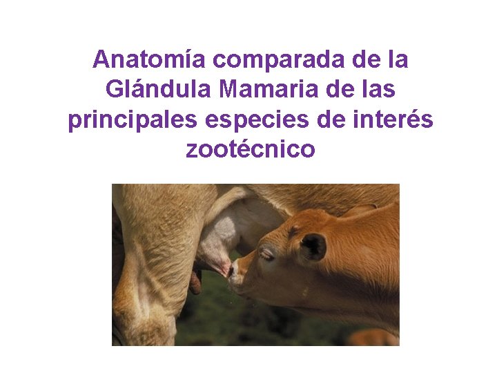 Anatomía comparada de la Glándula Mamaria de las principales especies de interés zootécnico 