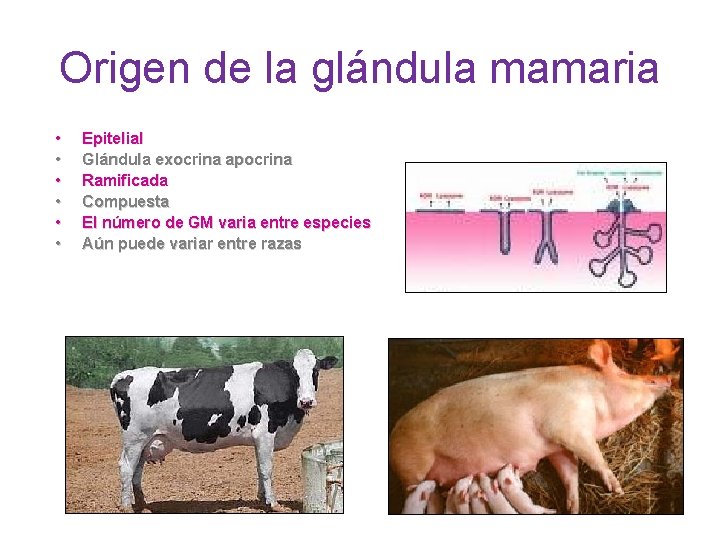 Origen de la glándula mamaria • • • Epitelial Glándula exocrina apocrina Ramificada Compuesta