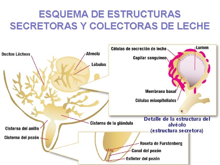 ESQUEMA DE ESTRUCTURAS SECRETORAS Y COLECTORAS DE LECHE Detalle de la estructura del alvéolo