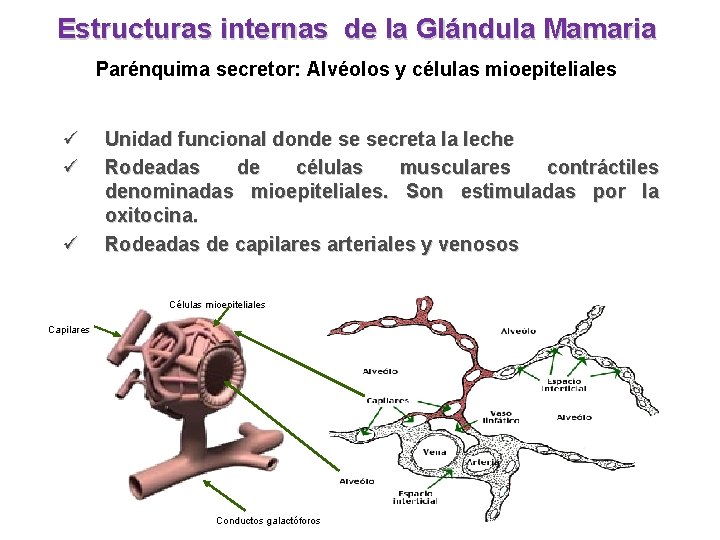 Estructuras internas de la Glándula Mamaria Parénquima secretor: Alvéolos y células mioepiteliales ü ü
