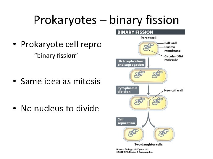 Prokaryotes – binary fission • Prokaryote cell repro “binary fission” • Same idea as