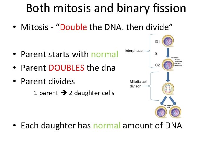 Both mitosis and binary fission • Mitosis - “Double the DNA, then divide” •