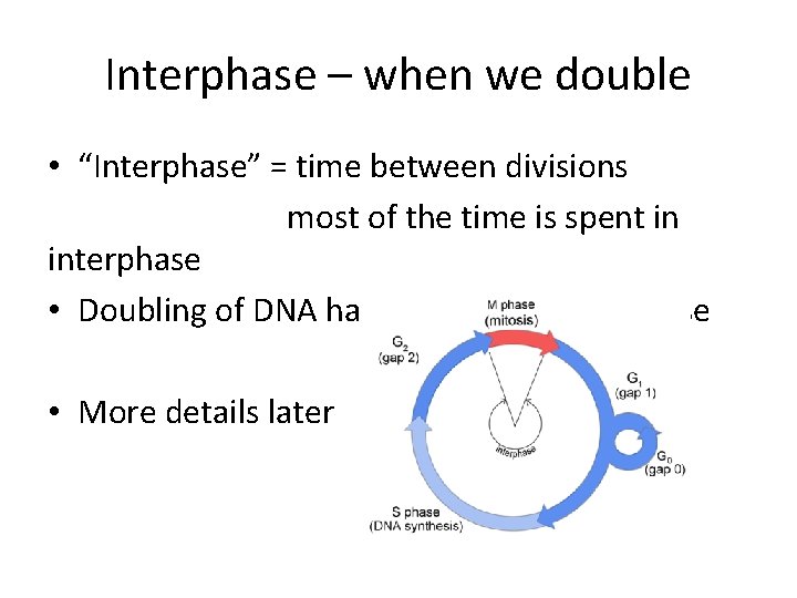 Interphase – when we double • “Interphase” = time between divisions most of the