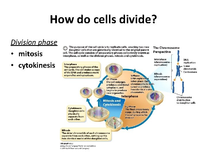 How do cells divide? Division phase • mitosis • cytokinesis 