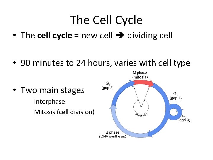 The Cell Cycle • The cell cycle = new cell dividing cell • 90