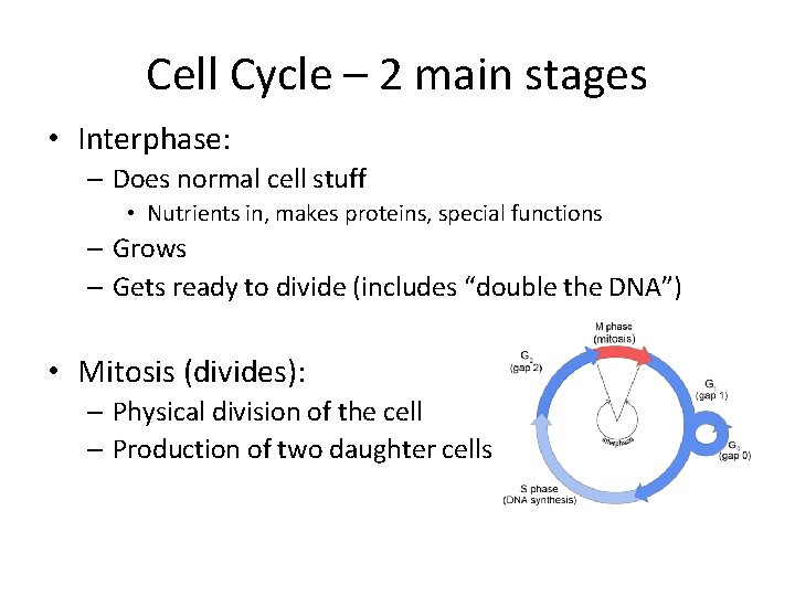 Cell Cycle – 2 main stages • Interphase: – Does normal cell stuff •
