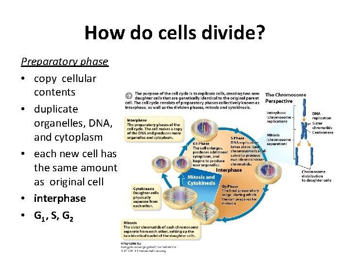 How do cells divide? Preparatory phase • copy cellular contents • duplicate organelles, DNA,