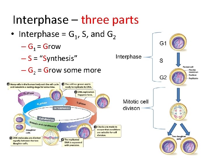 Interphase – three parts • Interphase = G 1, S, and G 2 –