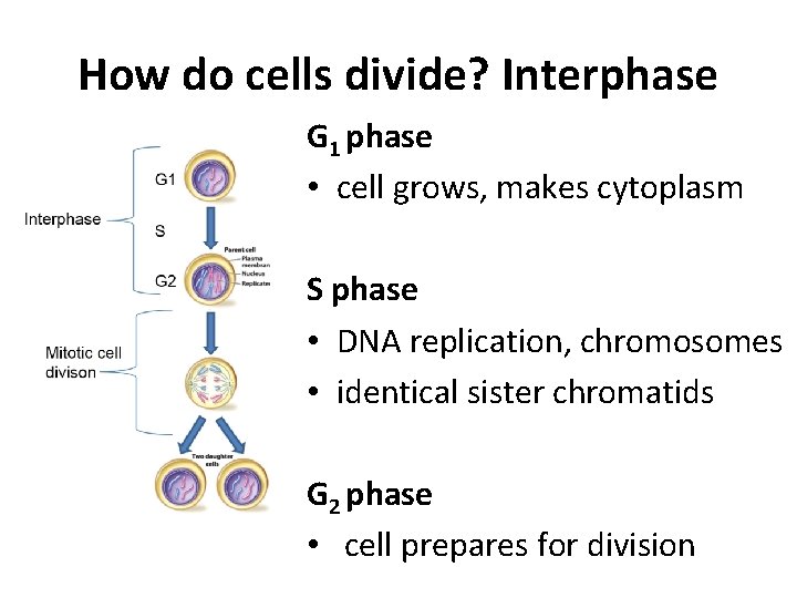 How do cells divide? Interphase G 1 phase • cell grows, makes cytoplasm S