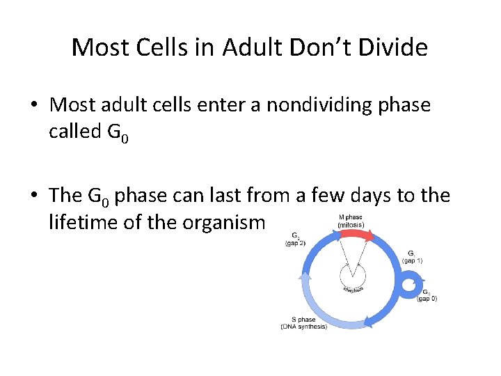 Most Cells in Adult Don’t Divide • Most adult cells enter a nondividing phase