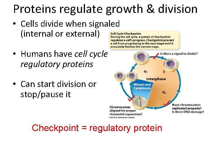 Proteins regulate growth & division • Cells divide when signaled (internal or external) •