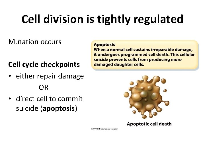 Cell division is tightly regulated Mutation occurs Cell cycle checkpoints • either repair damage