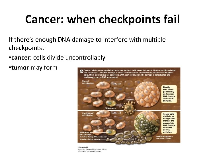 Cancer: when checkpoints fail If there’s enough DNA damage to interfere with multiple checkpoints: