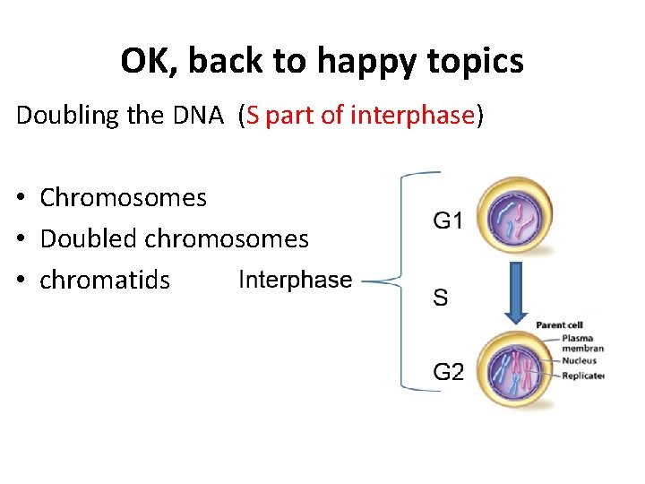 OK, back to happy topics Doubling the DNA (S part of interphase) • Chromosomes