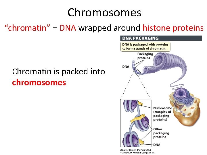 Chromosomes “chromatin” = DNA wrapped around histone proteins Chromatin is packed into chromosomes 