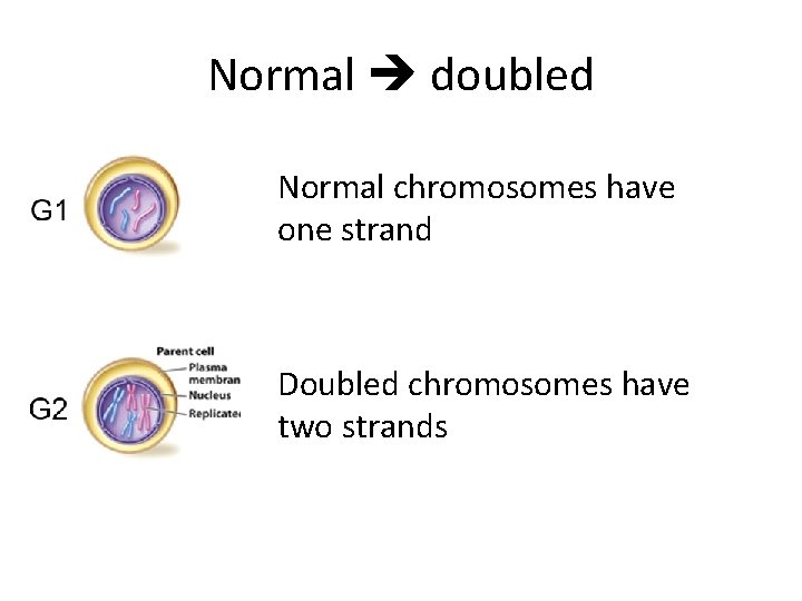 Normal doubled Normal chromosomes have one strand Doubled chromosomes have two strands 