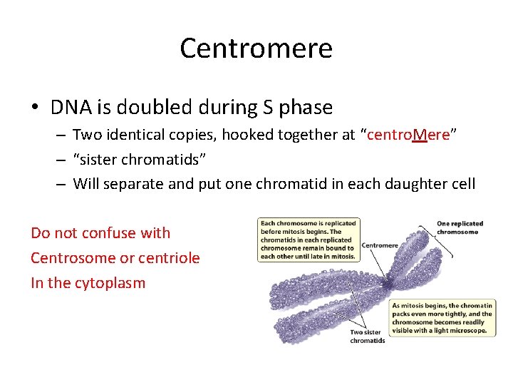 Centromere • DNA is doubled during S phase – Two identical copies, hooked together