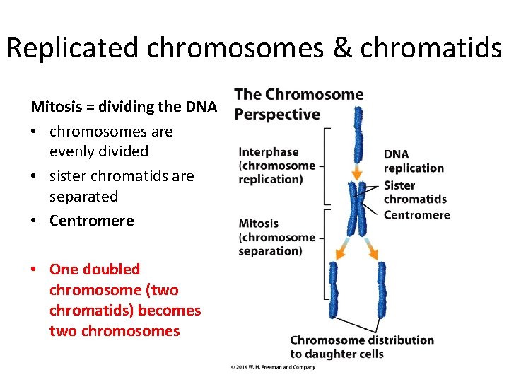 Replicated chromosomes & chromatids Mitosis = dividing the DNA • chromosomes are evenly divided