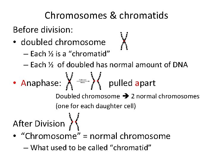 Chromosomes & chromatids Before division: • doubled chromosome – Each ½ is a “chromatid”