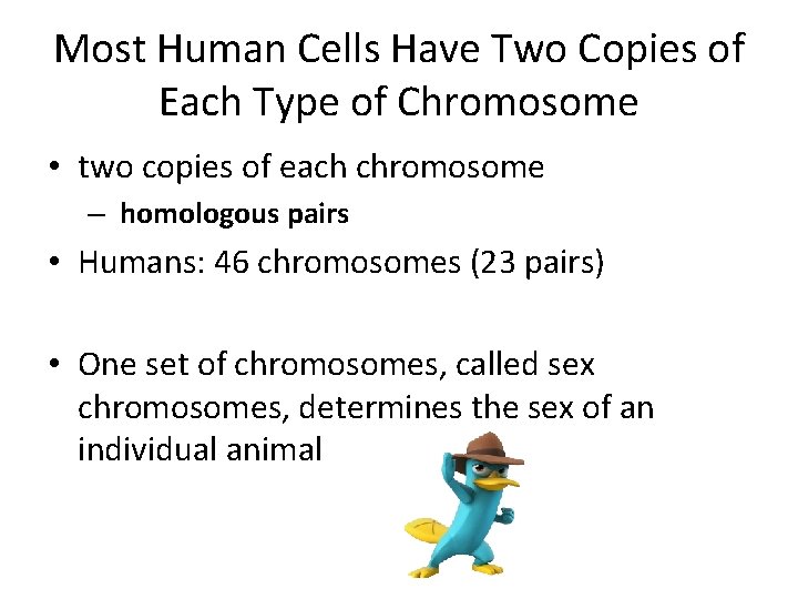 Most Human Cells Have Two Copies of Each Type of Chromosome • two copies