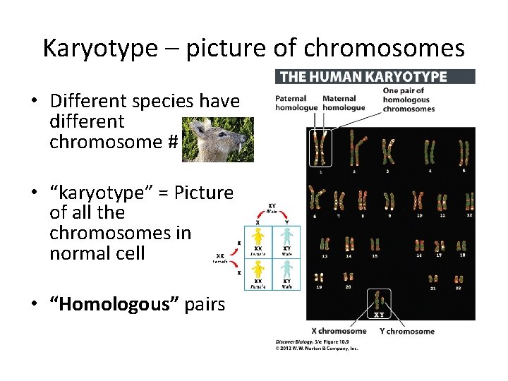 Karyotype – picture of chromosomes • Different species have different chromosome # • “karyotype”