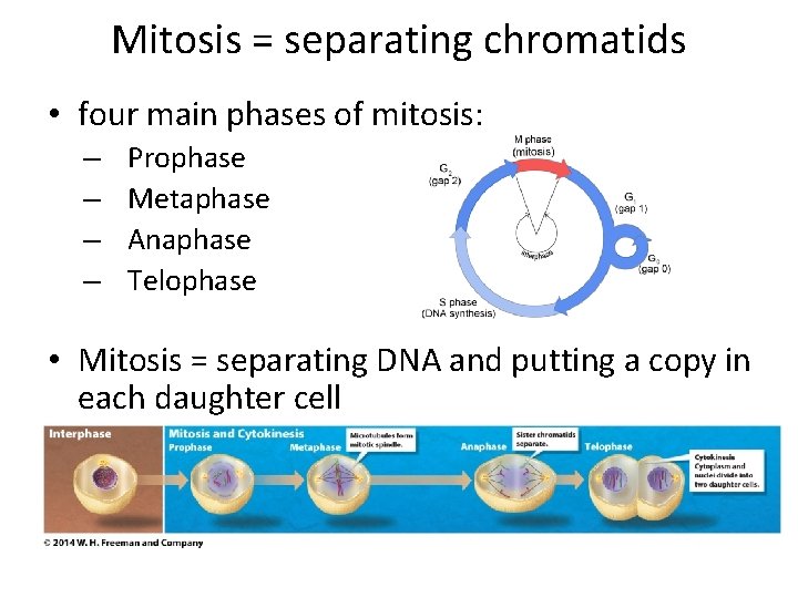 Mitosis = separating chromatids • four main phases of mitosis: – – Prophase Metaphase
