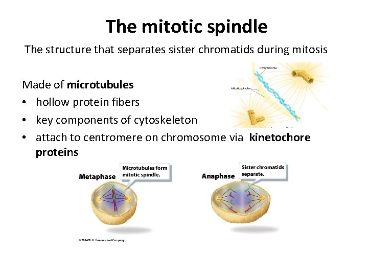 The mitotic spindle The structure that separates sister chromatids during mitosis Made of microtubules