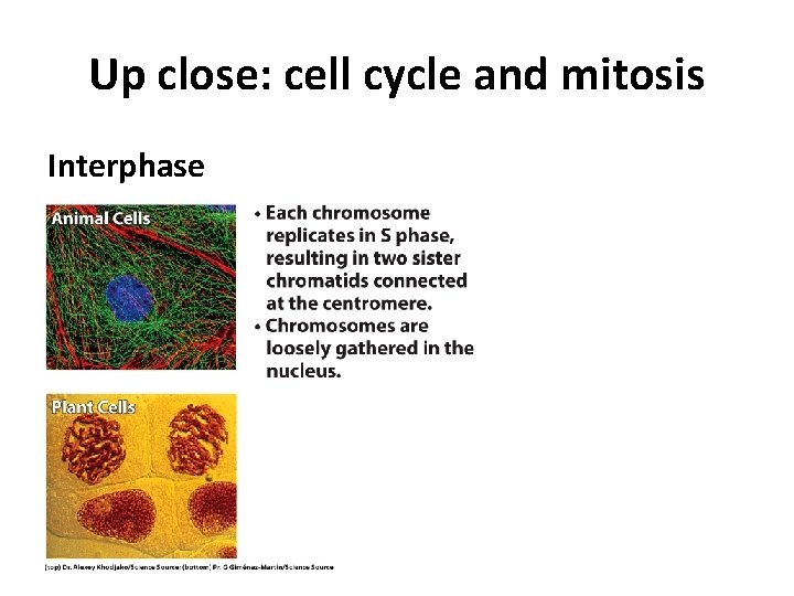 Up close: cell cycle and mitosis Interphase 